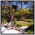 Henderson Island