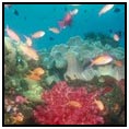 Carriacou