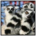Madagascar