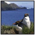 South Georgia